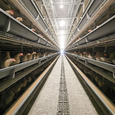 Wire Mesh 60-384 Egg Chicken Cage , HDG Q235 Layer Farming Cage