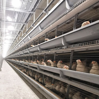 Système de cage à batterie automatique de type H avec galvanisation à chaud et conception modulaire empilable pour cage de poulet de chair commerciale