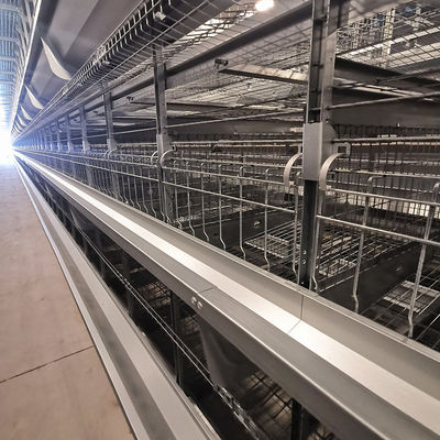 Système de cage à batterie de poulet de type H direct d'usine avec galvanisation à chaud, tapis en maille en plastique doux et nettoyage automatique du fumier de la ceinture en PP