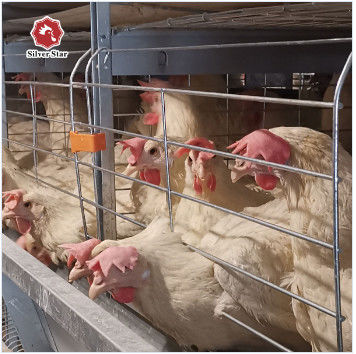 Cage à couches commerciales de type H d'un fournisseur et fabricant fiable. Livraison sûre et chargement en conteneur.