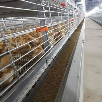 Heavy Duty H Type Broiler Cage System with Feeding and Drinking Equipment