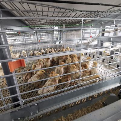 Système de cage à poulets de type H entièrement automatique avec acier galvanisé à chaud pour 20 ans de service