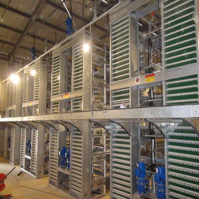 Système de batterie entièrement automatique de poulaillers H pour poulets de chair avec cadre galvanisé à chaud pour fermes de poulets de chair commerciales à haute densité