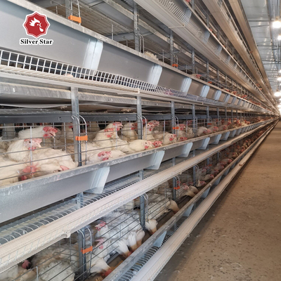 SGS H Frame 30000 Birds Ready To Lay Chicken Cage 650mm Length